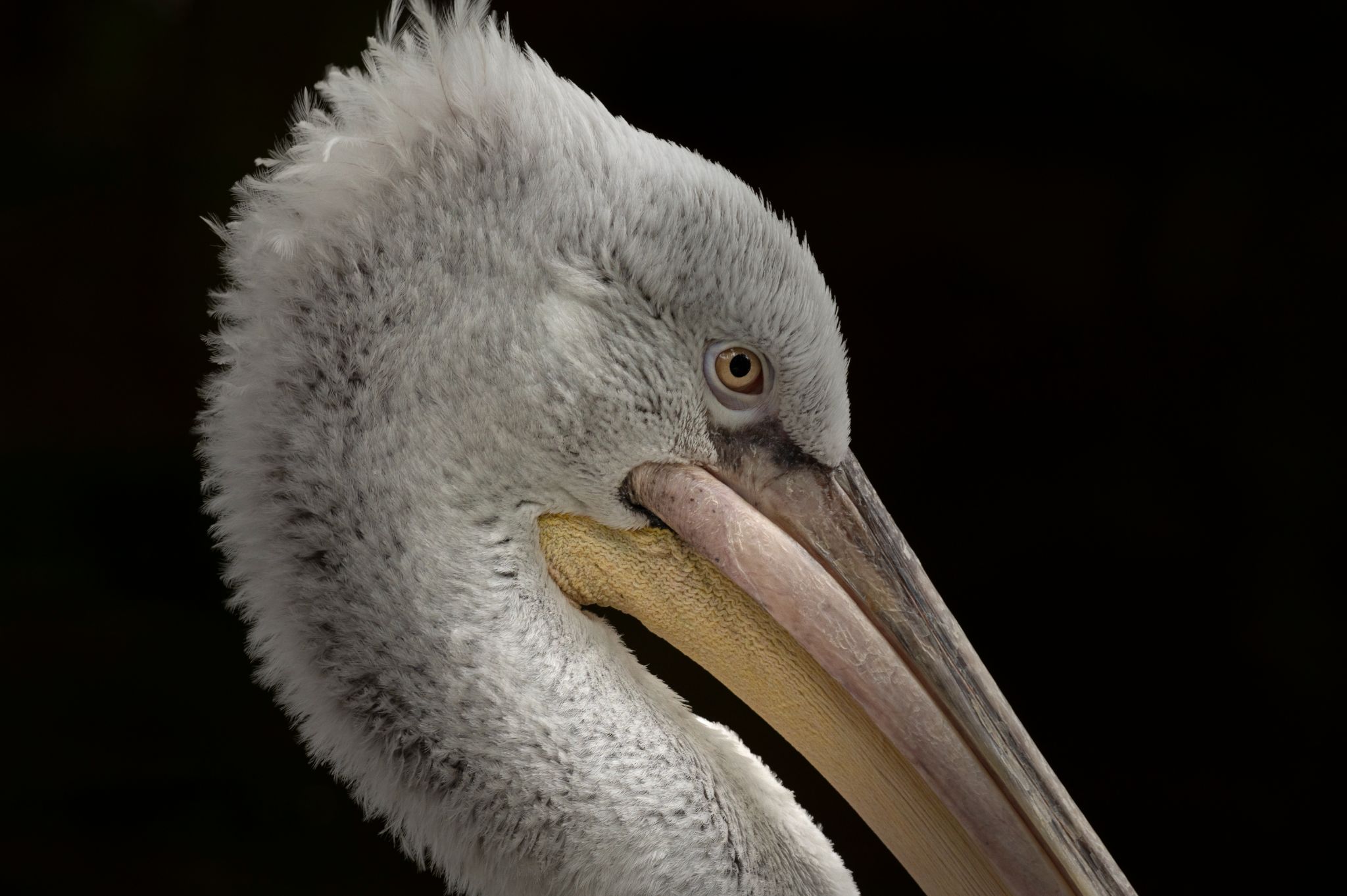 Krauskopf Pelikan (Pelecanus crispus)